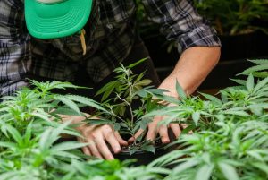 Cannabis Grower