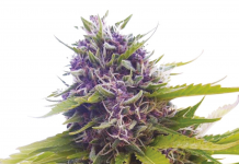 Blueberry Strain Review