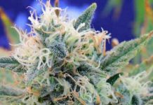 Girl Scout Cookies Girl Scout Cookies