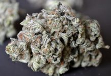 Gorilla Glue Gorilla Glue