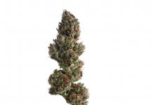 Runtz Cannabis Strains