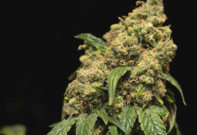 Alien Abduction Cannabis Strain Alien Abduction