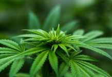 The Green Boom: Albuquerque’s Cannabis Industry Outpaces Liquor Stores The Green Boom