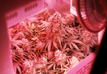 Cultivating Cannabis: Three Essential Tips for a Successful Harvest Cultivating Cannabis