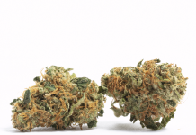 Dive into Albuquerque’s Thriving Cannabis Scene
